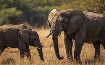 The Elephant Sanctuary